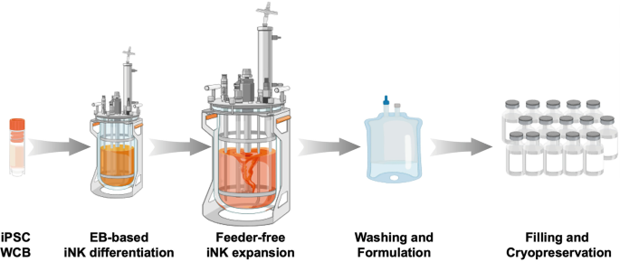 GMP Manufacturing of Allogenic iPSC-NK Cells for Immunotherapy ...