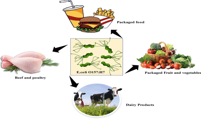 Detection of Escherichia coli O157:H7 in Different Food Matrices ...