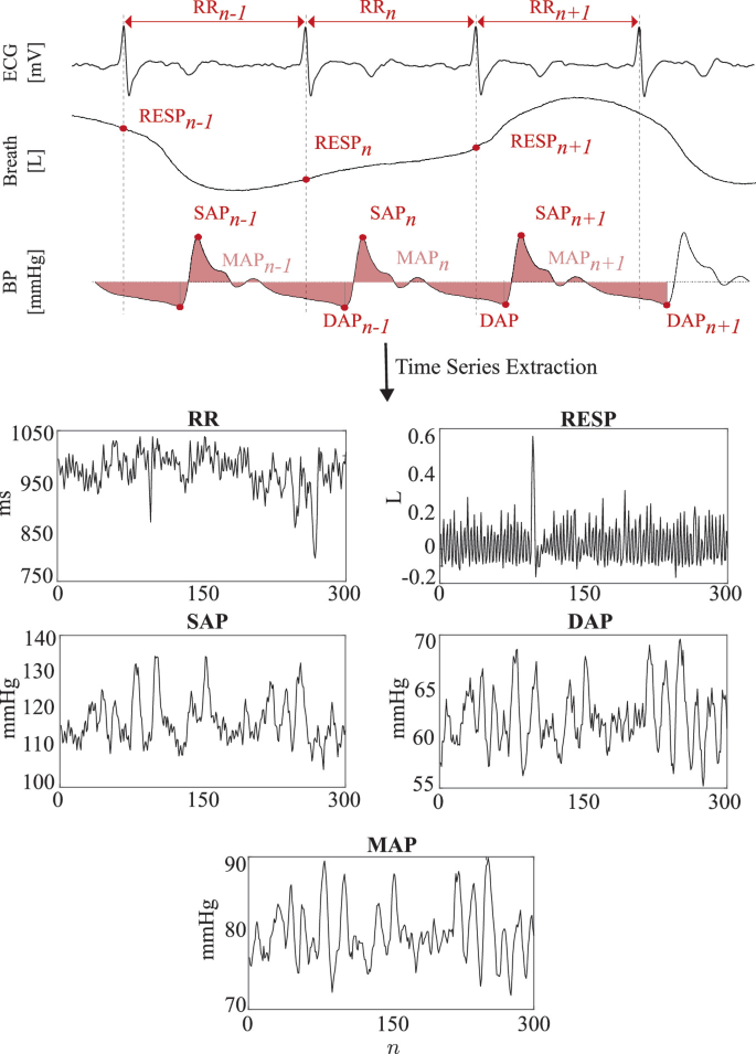 Decomposing the Mutual Information Rate of Physiological Time Series to ...