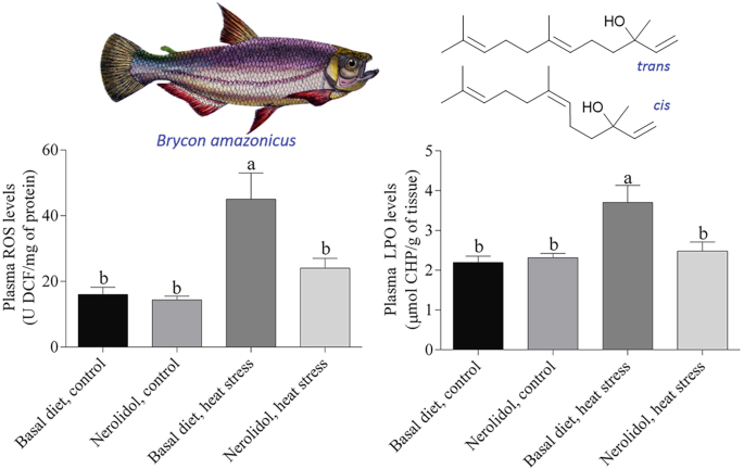 Wrasse Heat Tolerance Guide: Ultimate Tips for Thriving Fish