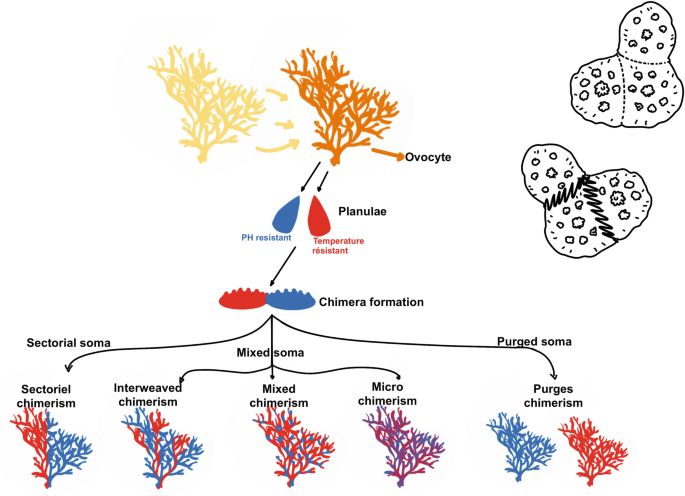 Evaluating the Role of Natural and Human-Assisted Coral Reproduction to ...