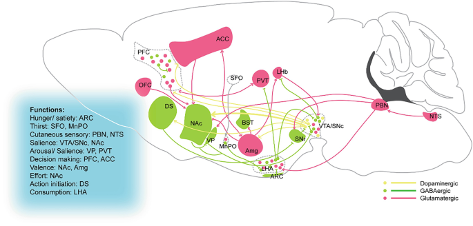 Histamine and Its Receptors in the Regulation of Motivation | Springer ...
