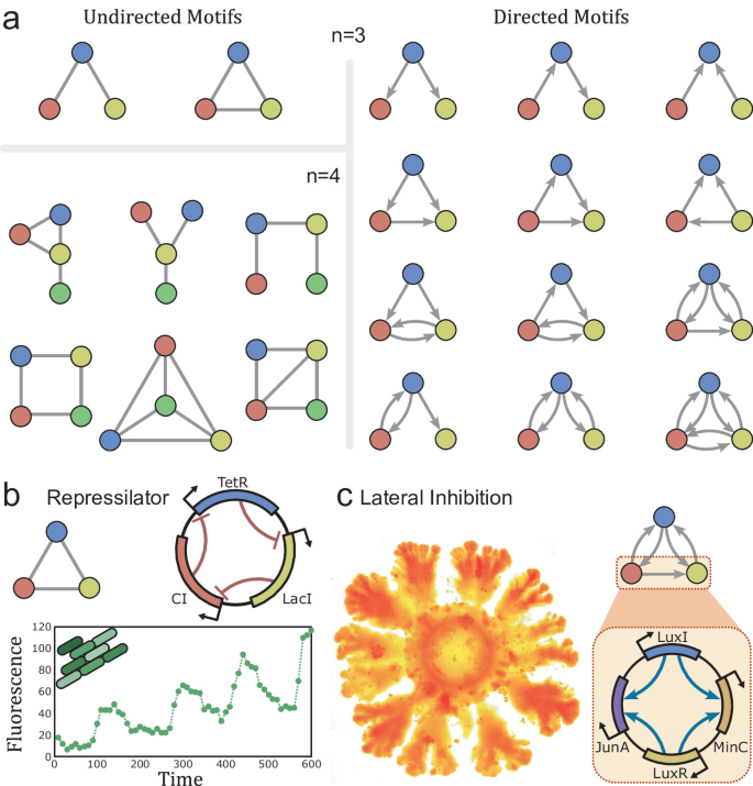 Networks: The Visual Language of Complexity | Springer Nature Link