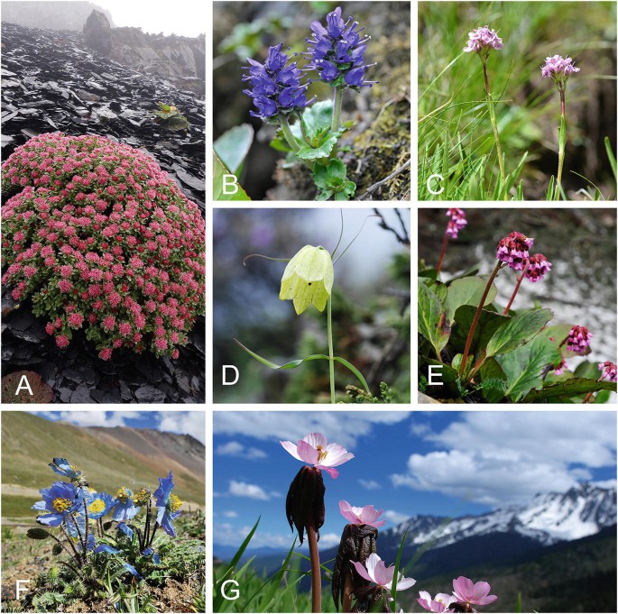 Commercial Harvesting and the Future of Alpine Medicinal Plants ...