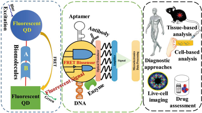 Bioengineering Applications of Light Microscopy and Fluorescence ...