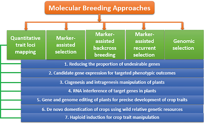 Conceptual design for efficient transport networks