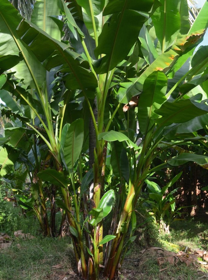 shampoo ginger plant Awapuhi Ginger | Live Plant main image 1