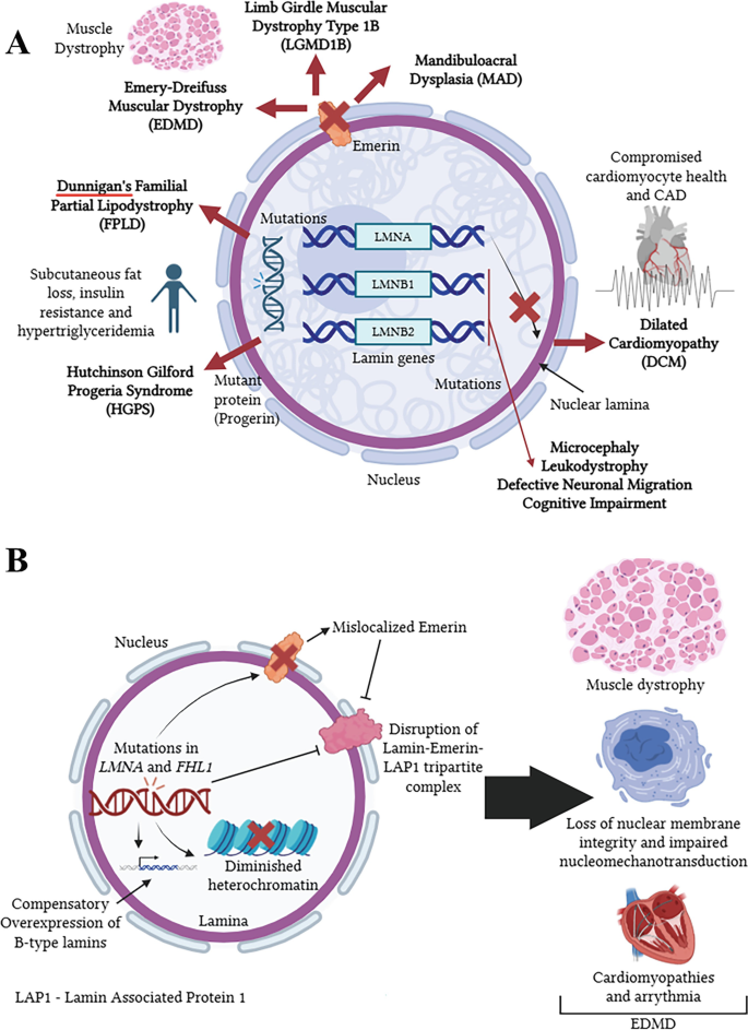 The Fall of the Armor: Lamin Dysregulation and a Wide Network of ...