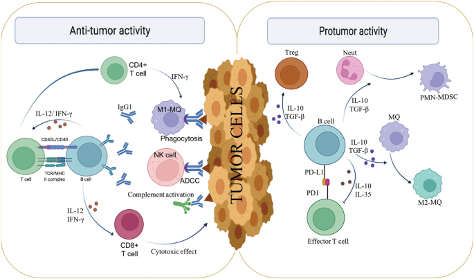 Introduction to Cancer Immunology | SpringerLink