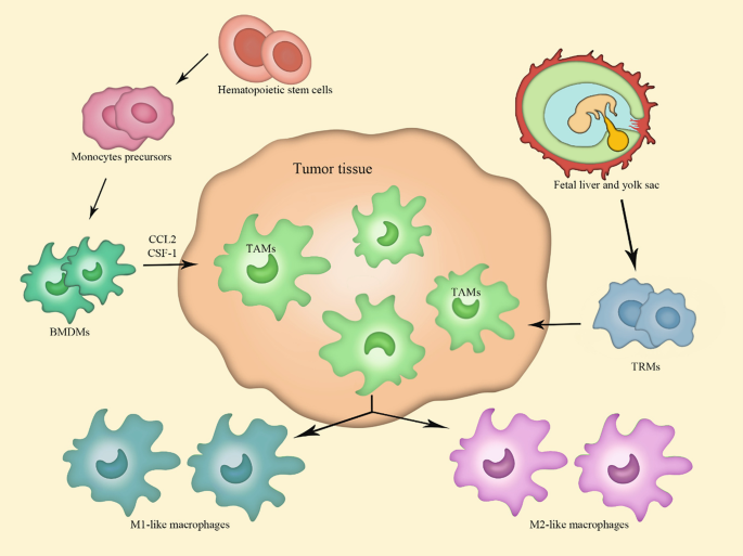 The Role of Macrophages in Cancer Immunity | SpringerLink