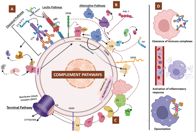 Complement and Cancer Immunity | SpringerLink