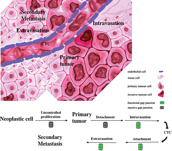 Tumor Process Intercellular Communication in Cancer | SpringerLink