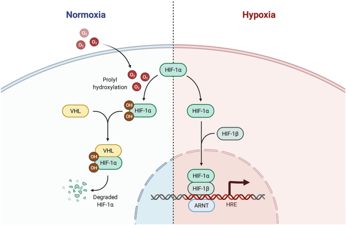 The Role of Intra-tumor Hypoxia in Cancer Cells Immune Escape Mechanism ...