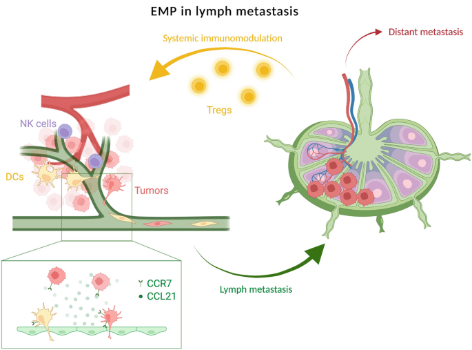 Epithelial-Mesenchymal Plasticity: A Link Between Inflammation and ...
