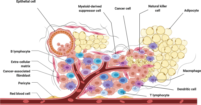 Microenvironments Within Tissues Examples Cancer and Lipid Metabolism: Roles of Adipocytes on Tumor ...