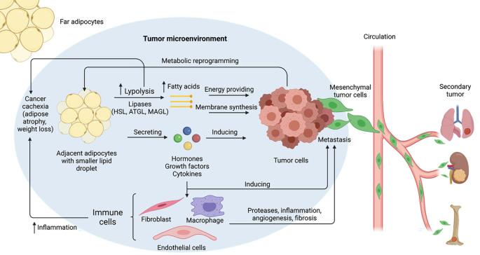 Cancer and Lipid Metabolism: Roles of Adipocytes on Tumor ...