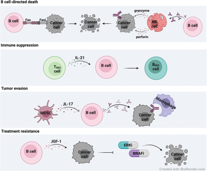 Role of Immune Cells in the Tumor Microenvironment | Springer Nature ...