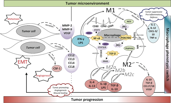Macrophage Polarization in the Tumor Microenvironment: Modulation and ...