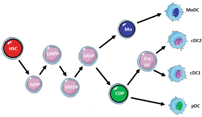 Dendritic Cell-Based Cancer Immunotherapy | SpringerLink