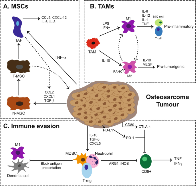 Immunotherapy of Osteosarcoma | SpringerLink