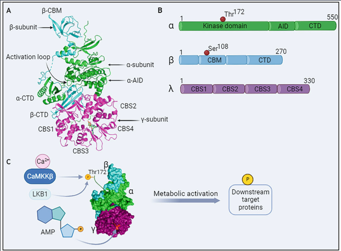 AMPK Signaling in Cancer | Springer Nature Link