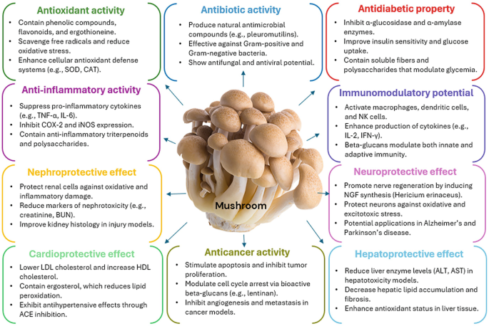 ergothioneine and glutathione levels in mushrooms Fermentation Bioprocessing of Mushrooms: Unlocking Bioavailability and Potency Resveratrol - Antioxidant Supplement