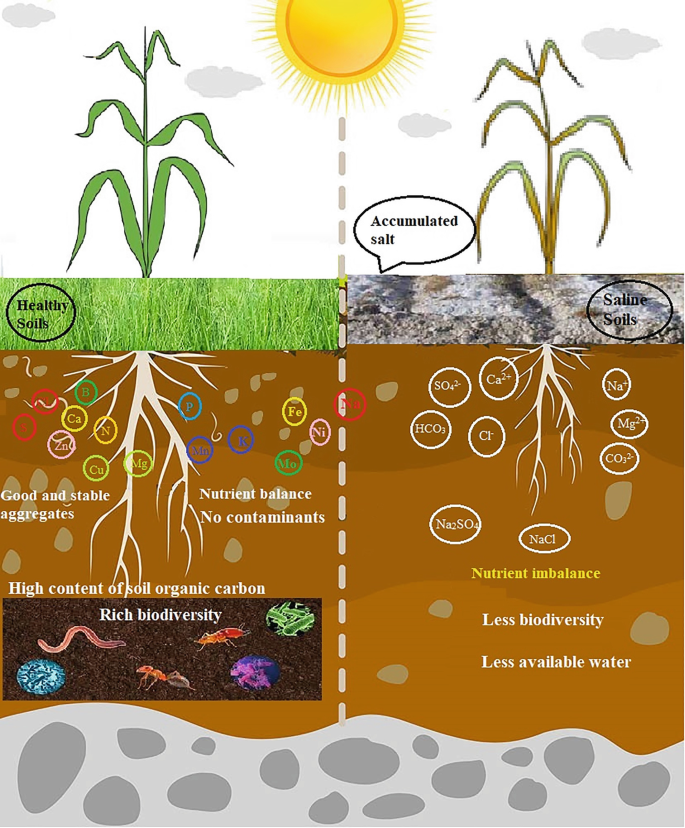 The Relationship Between Soil Physics and Soil Salinity Management  Strategies | Springer Nature Link