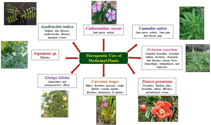 Historical Overview and Current Trends in Use of Medicinal Plants |  Springer Nature Link