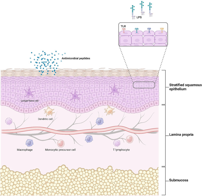 Oral Innate Immunity and the Role of Oral Epithelial Cells | Springer ...