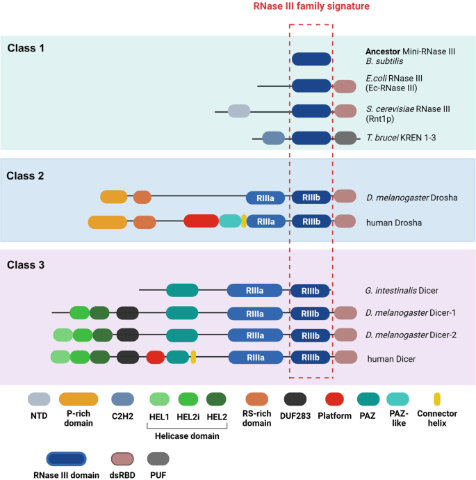Rnase R RNase III Enzymes and Their Accessory Domains | SpringerLink