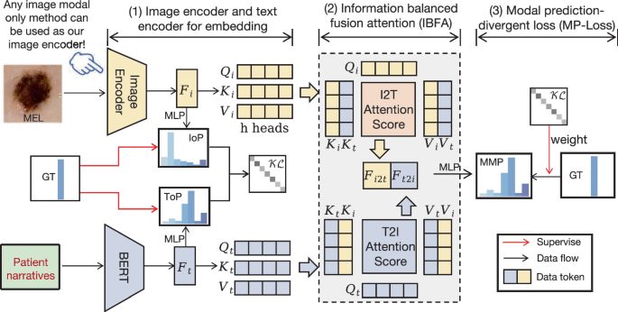 MIBF-Net: Multi-Modal Information Balanced Fusion Network for Clinical ...