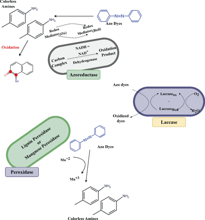 Metabolic Pathways of Microbial Detoxification of Toxic Dyes | Springer ...