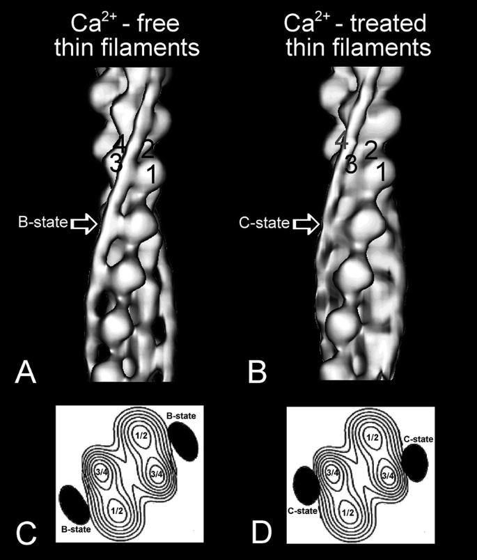 The Structural Role of Tropomyosin in Regulating Thin Filament ...