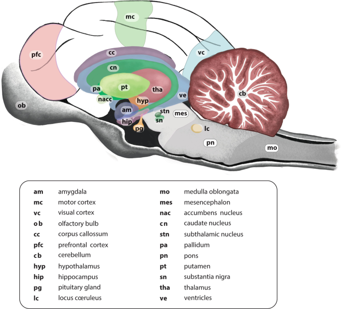 Neuroanatomy and Neurophysiology of the Cat | Springer Nature Link