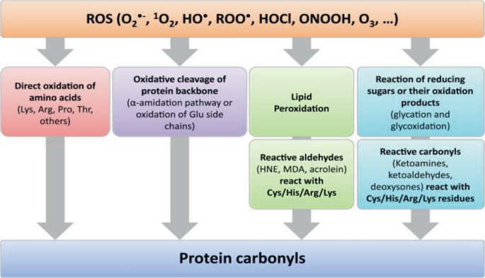 Method for Determining Carbonyl Proteins and Their Derivatives and ...