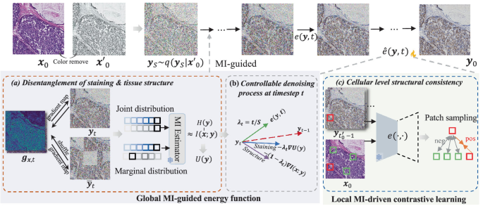 Score-Based Diffusion Model for Unpaired Virtual Histology Staining ...