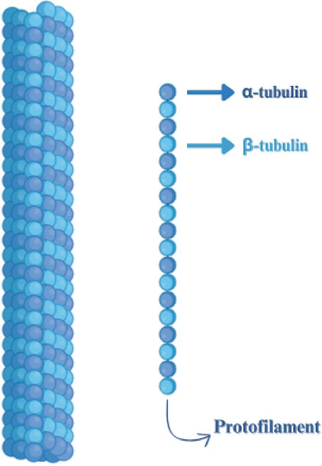 Tubolin Instrument Computational Approaches in the Development of Tubulin-Targeted ...