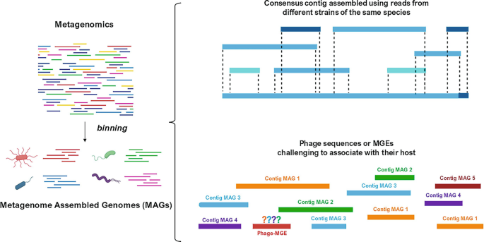 Characterization of Microbial Diversity and Mobile Genetics Elements ...
