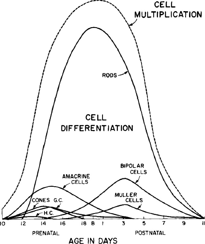 Retinal Cell Development Time Course Agent-Based Modelling of Retinal Development | SpringerLink