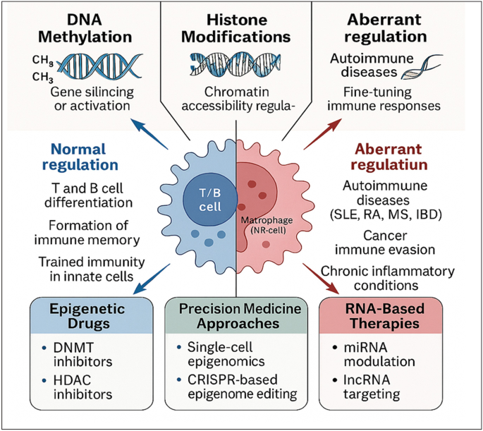 Epigenetic Modulation of Immunity: Mechanisms, Implications, and ...