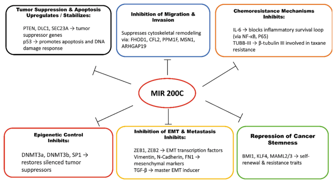miR-200c as a Master Regulator for Breast Cancer Therapeutics and ...