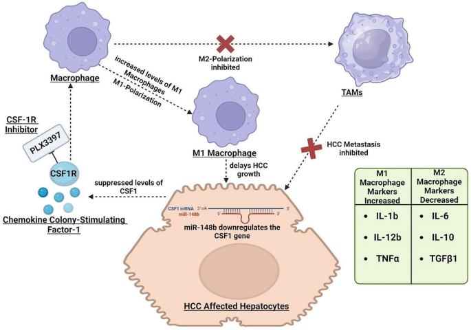 Understanding the Role of miRNA Modulators in Gastrointestinal Cancers ...