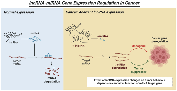The Role of miRNAs in Cancer: From Molecular Insights to Therapeutic ...