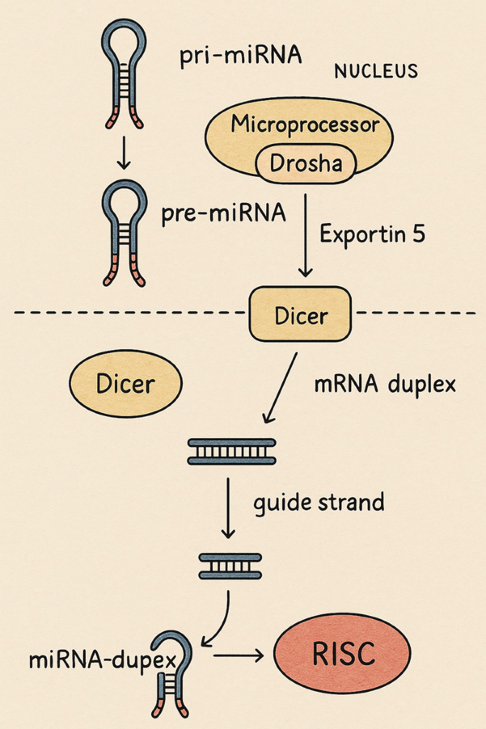 Microprocessor Complex Mirna MicroRNA-Mediated Cell Cycle Regulation in Cancer | Springer Nature Link