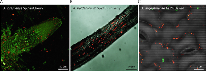 Azospirillum Biofilms, Aggregation, Attachment, and Colonization of ...