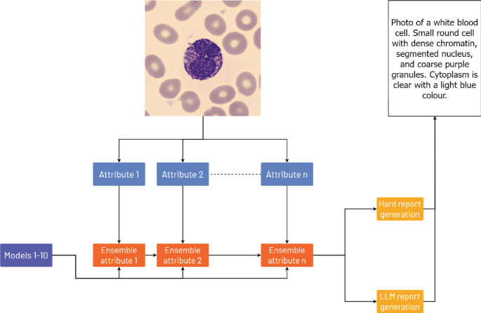 MORE: A Framework for Stable White Blood Cell Morphological ...