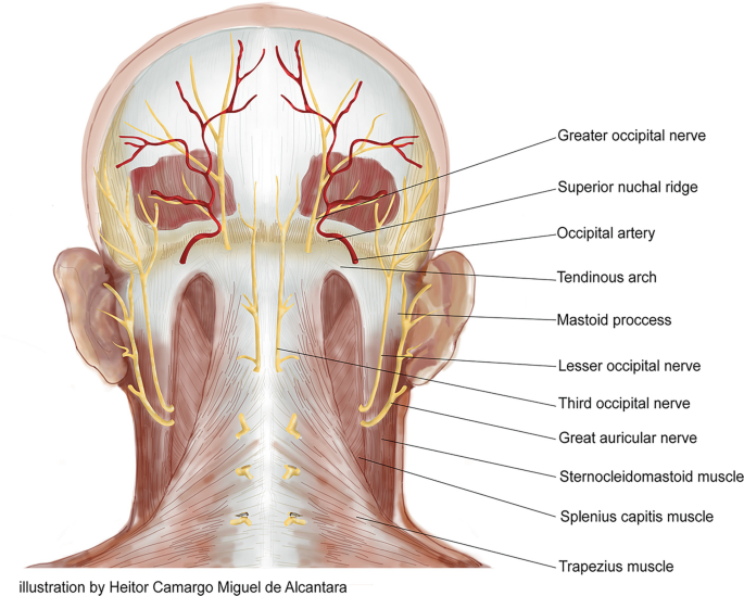 Occipital Neuralgia | Springer Nature Link