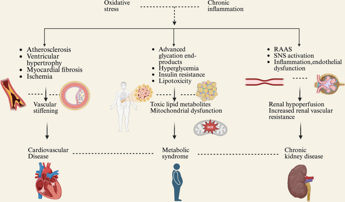 Inflammation and Oxidative Stress in Cardiovascular-Kidney-Metabolic ...