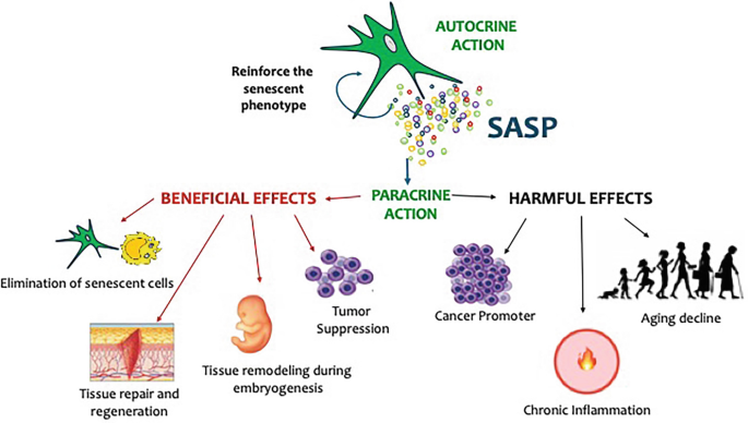 Dasatinib and Quercetin Senolytics for Health and Longevity | Springer  Nature Link