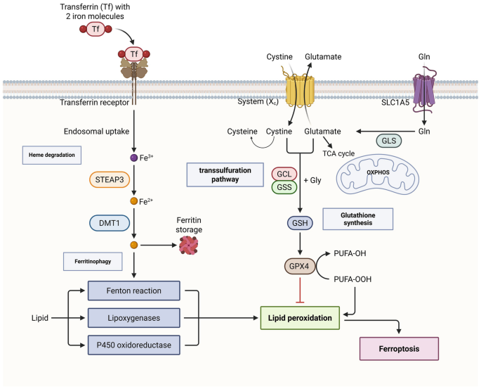 glutathione and iron Diabetes & Metabolism Journal